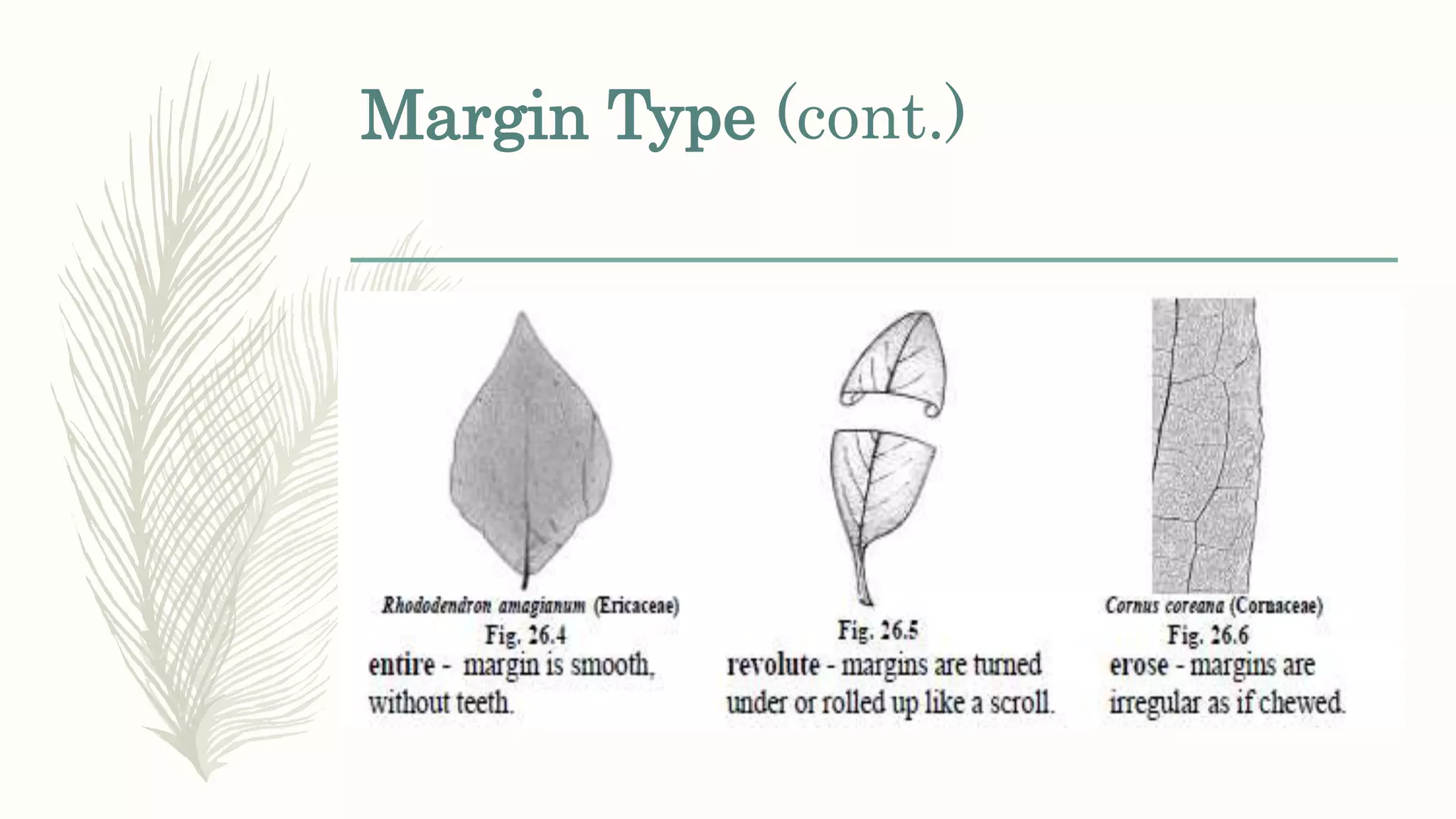 Margin Type (cont.)
 