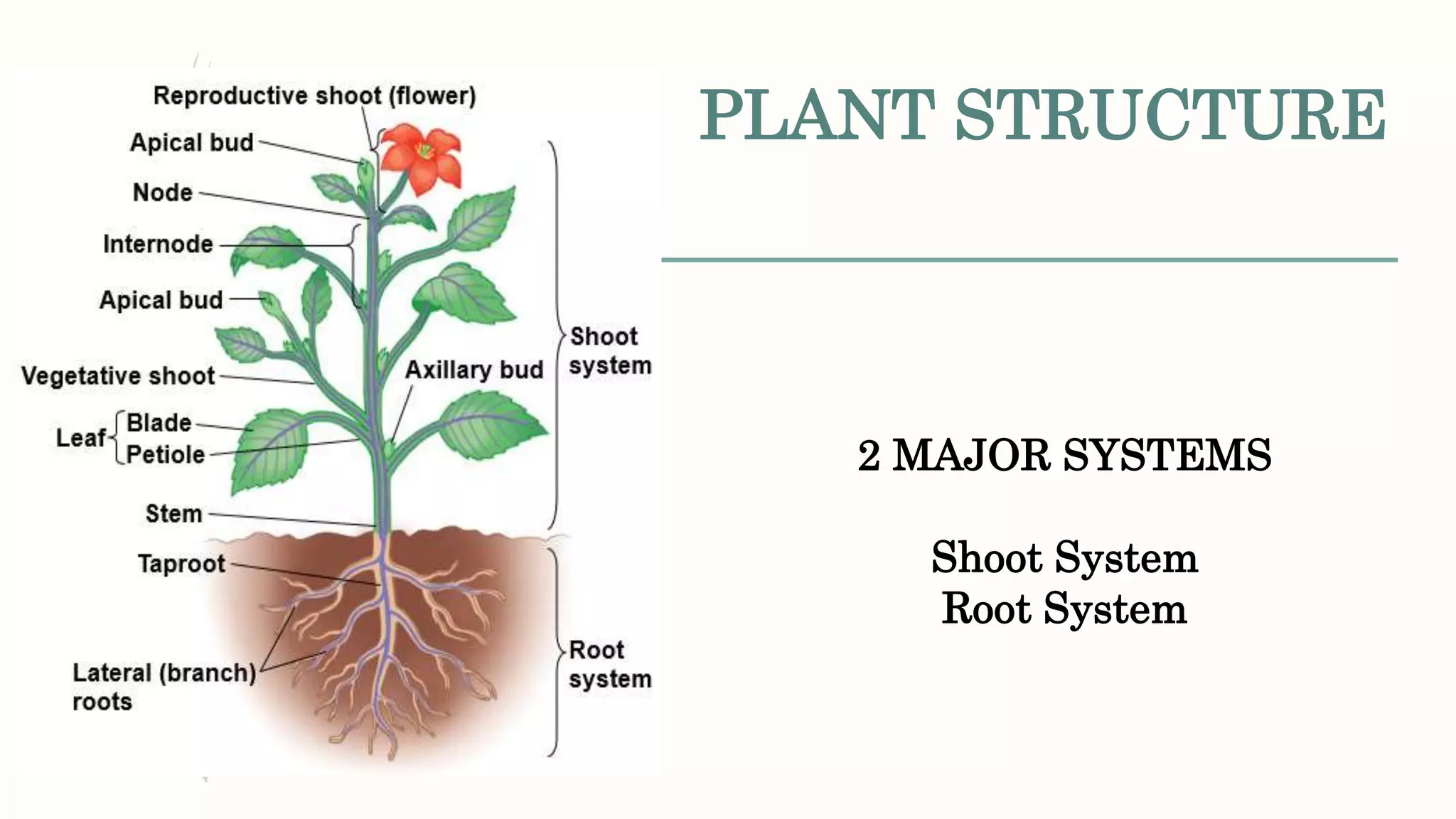 PLANT STRUCTURE
2 MAJOR SYSTEMS
Shoot System
Root System
 