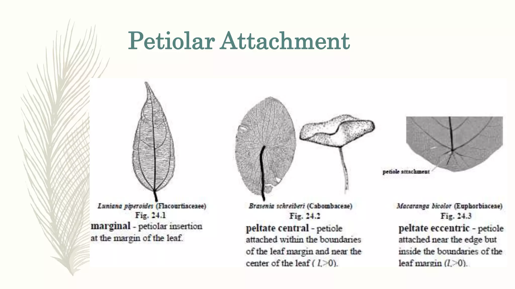 Petiolar Attachment
 
