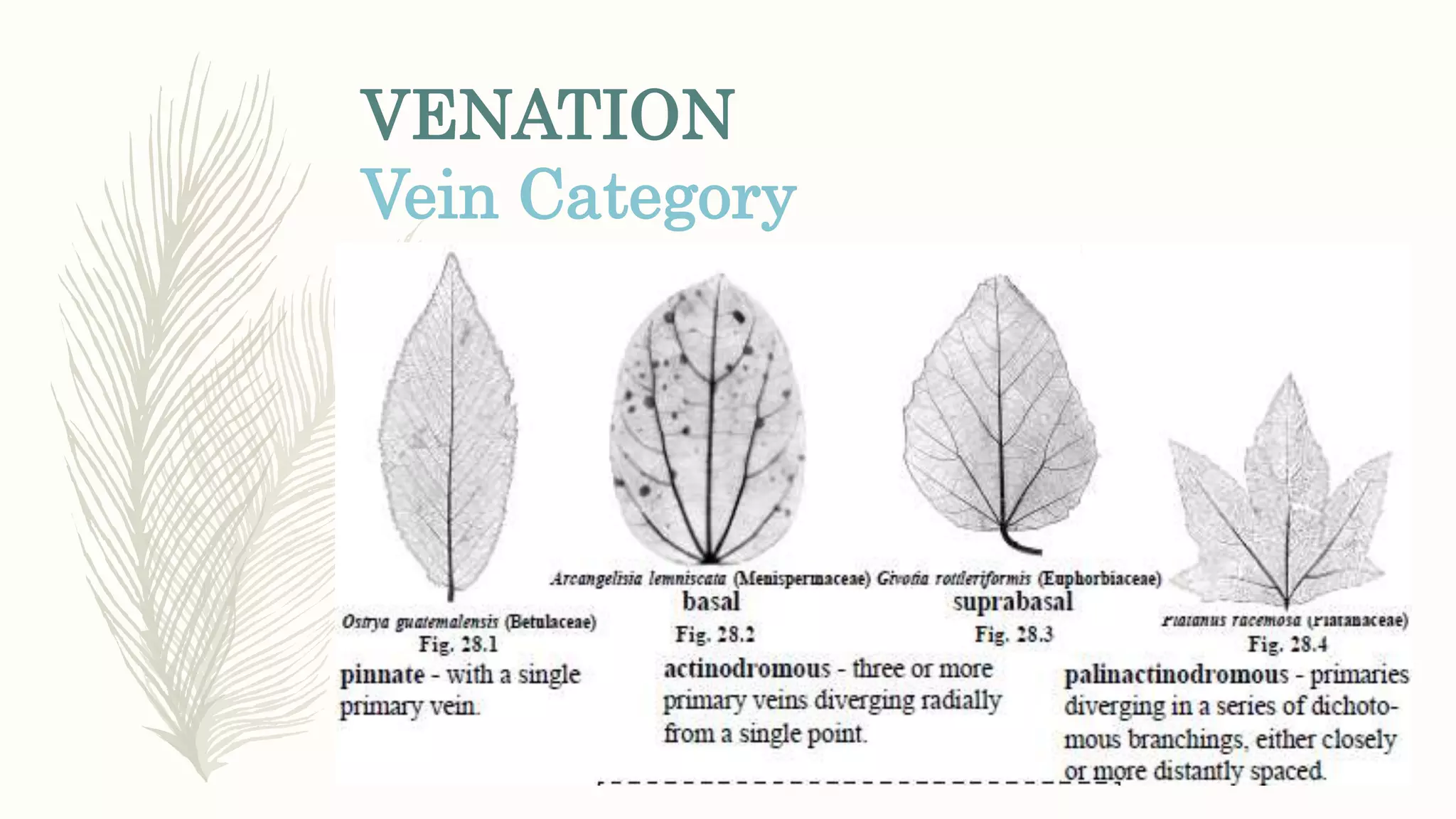 VENATION
Vein Category
 