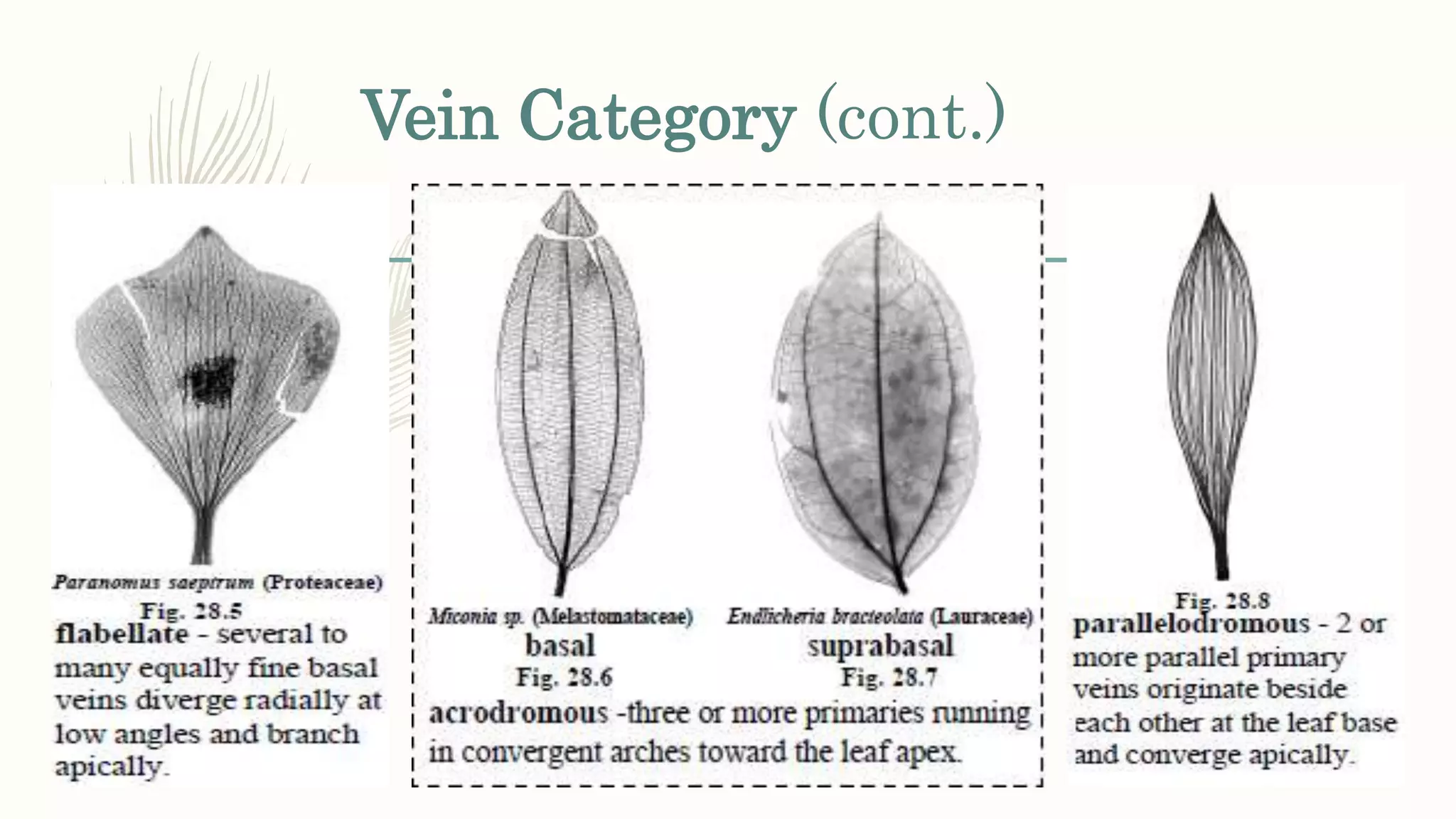 Vein Category (cont.)
 