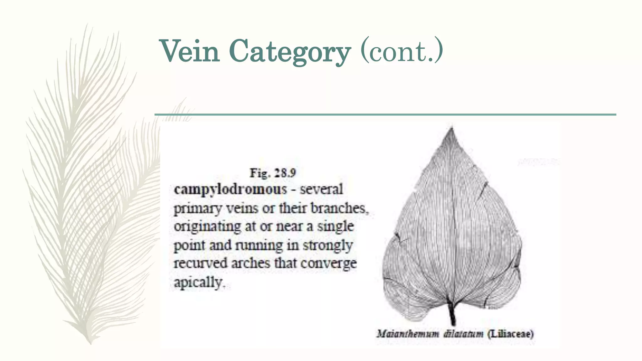 Vein Category (cont.)
 