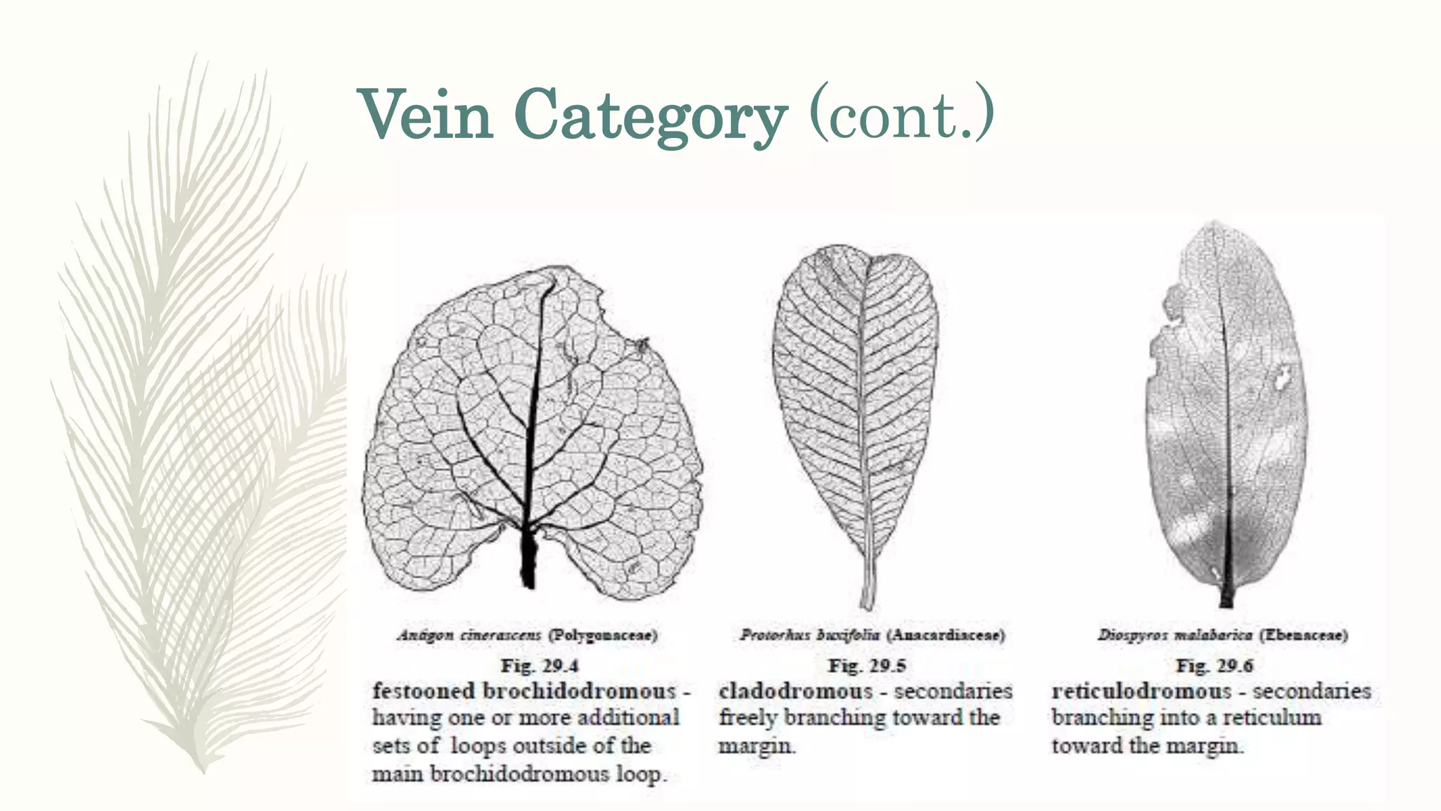 Vein Category (cont.)
 