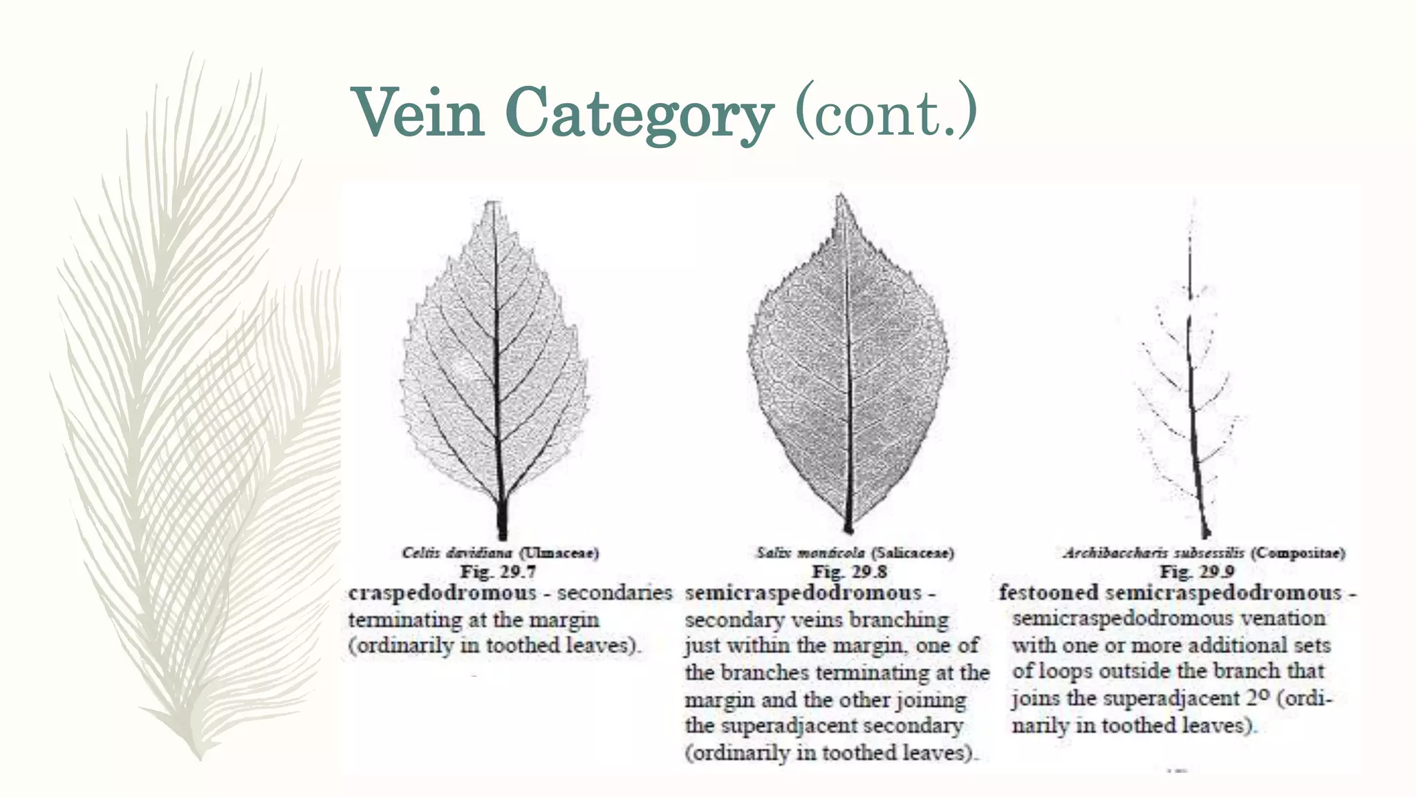 Vein Category (cont.)
 