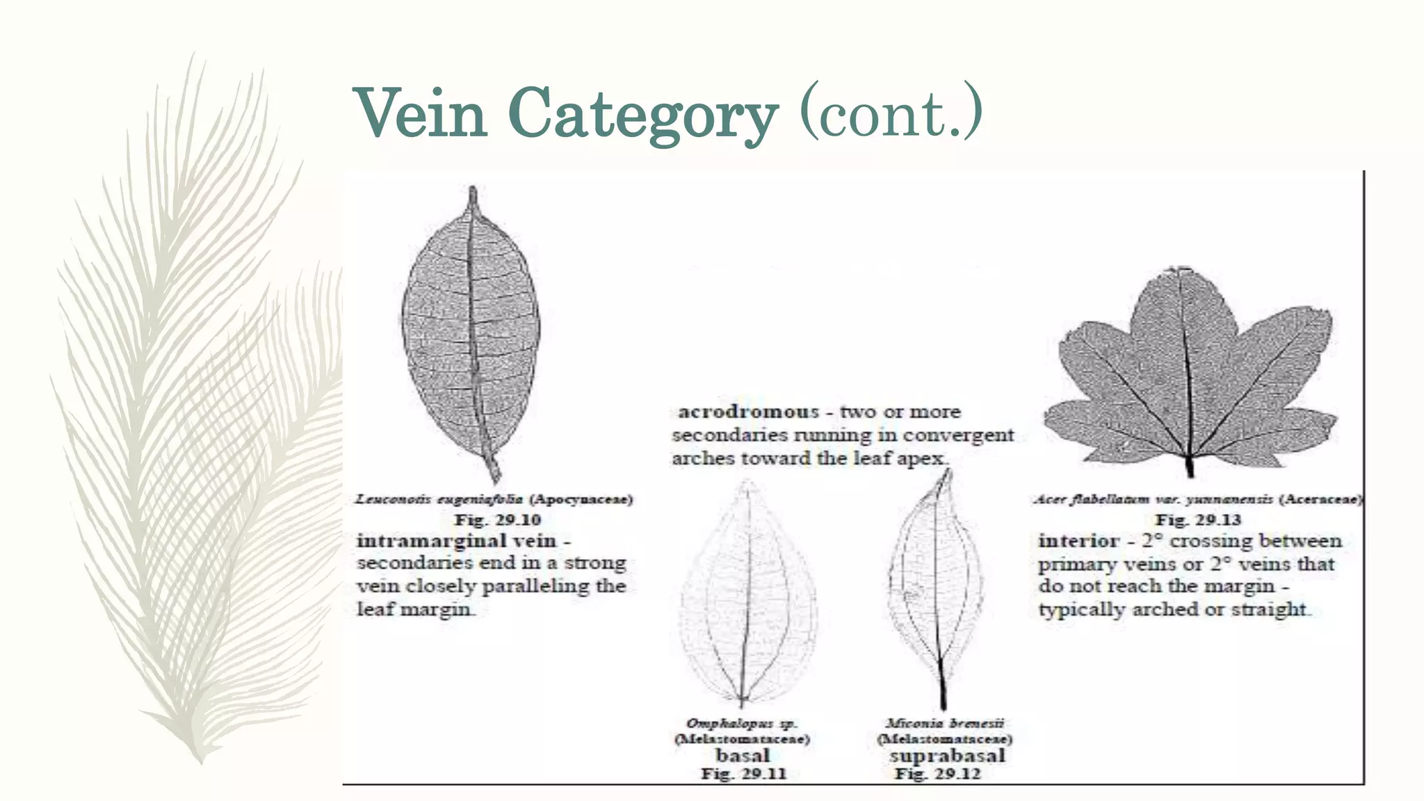 Vein Category (cont.)
 