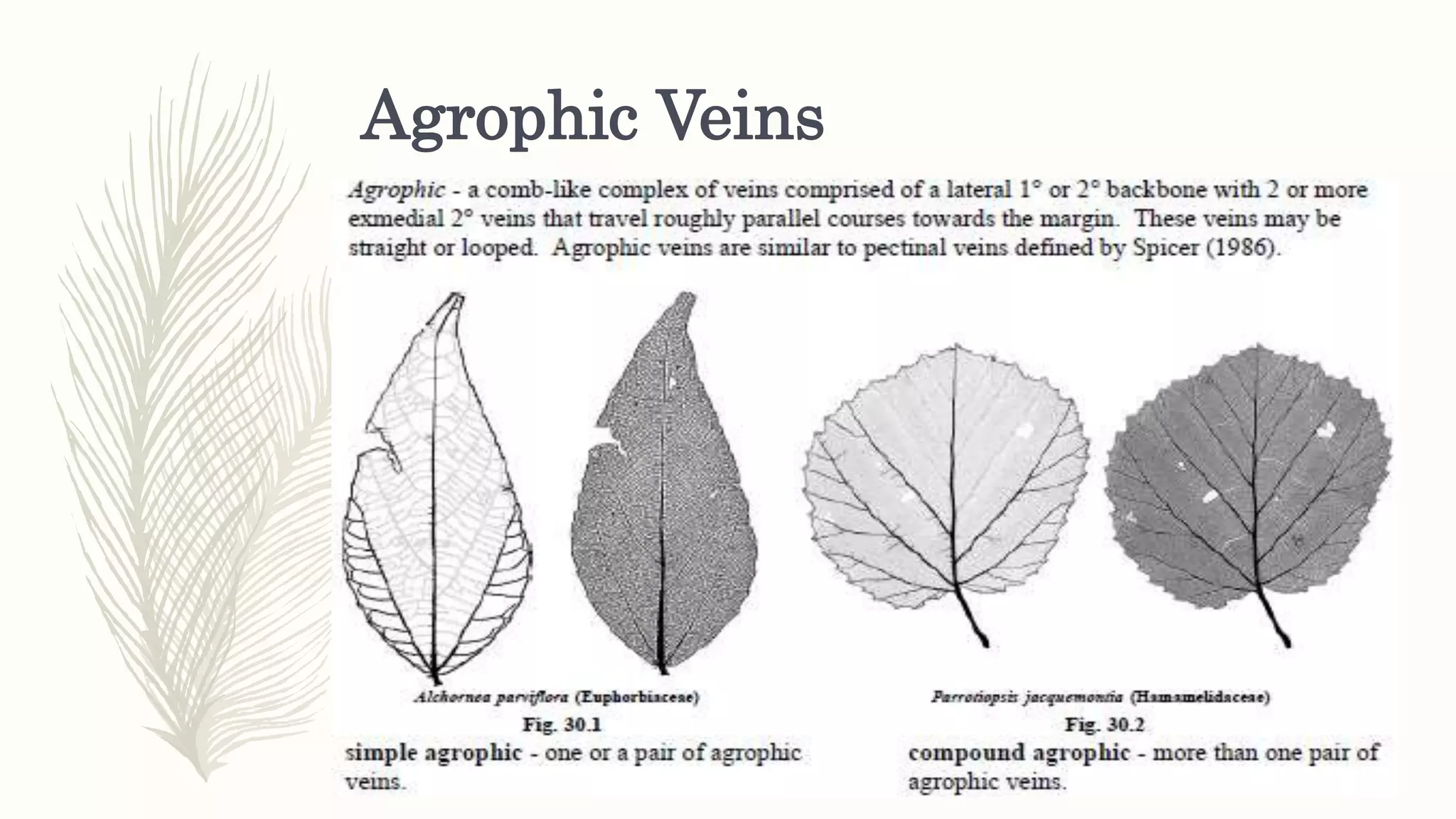 Agrophic Veins
 