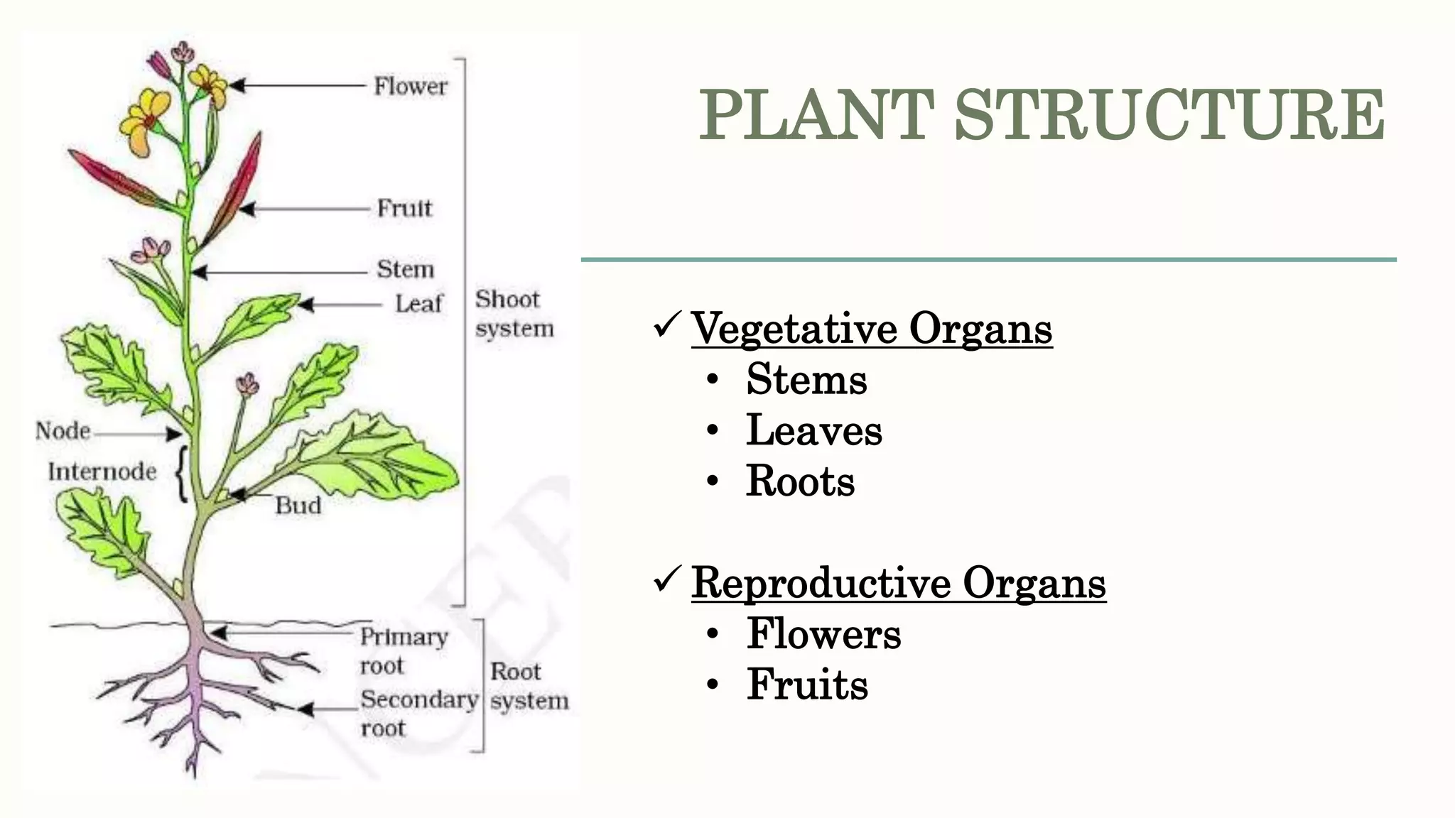 PLANT STRUCTURE
 Vegetative Organs
• Stems
• Leaves
• Roots
 Reproductive Organs
• Flowers
• Fruits
 