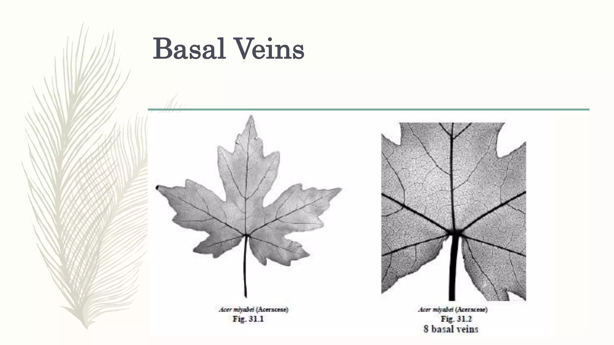 Basal Veins
 