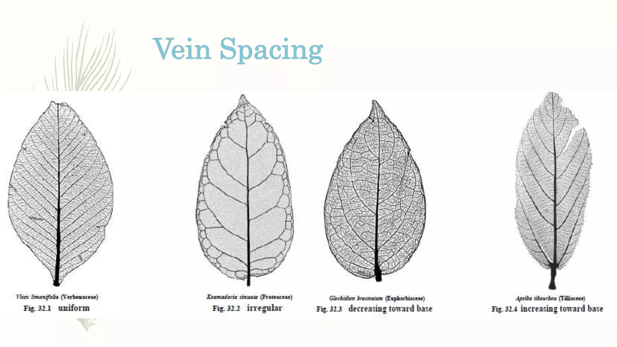Vein Spacing
 