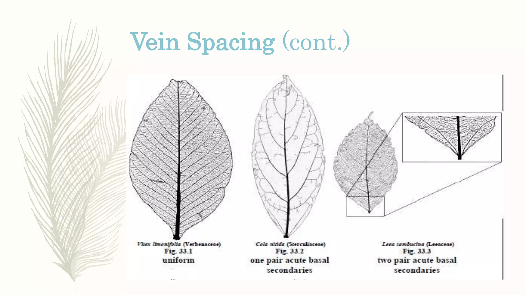 Vein Spacing (cont.)
 