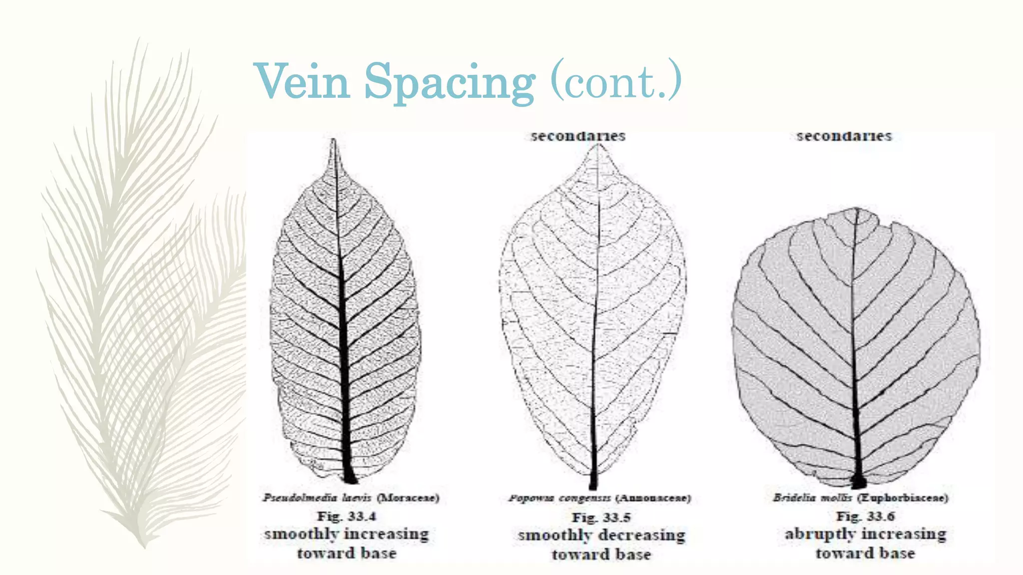 Vein Spacing (cont.)
 