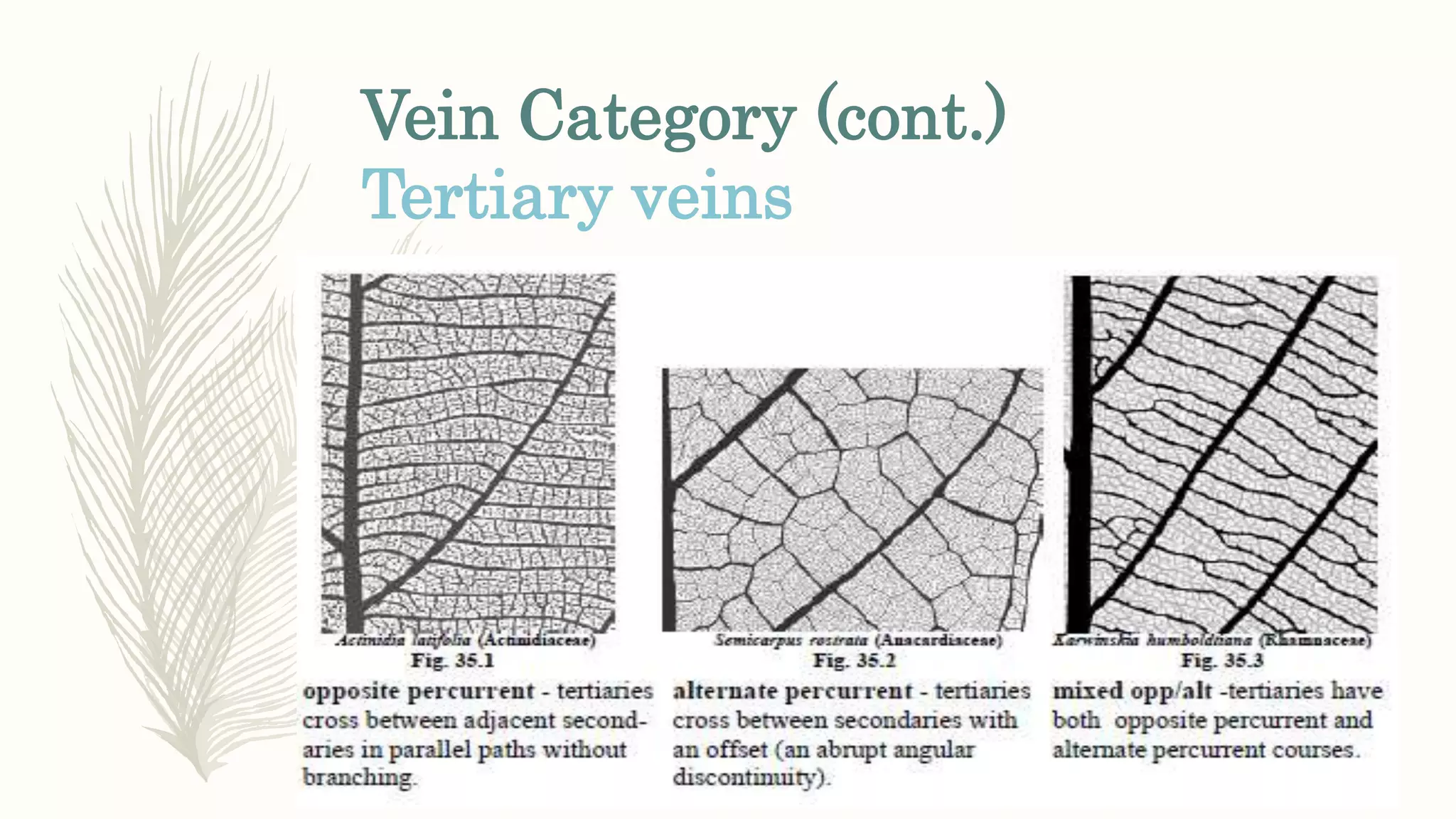 Vein Category (cont.)
Tertiary veins
 