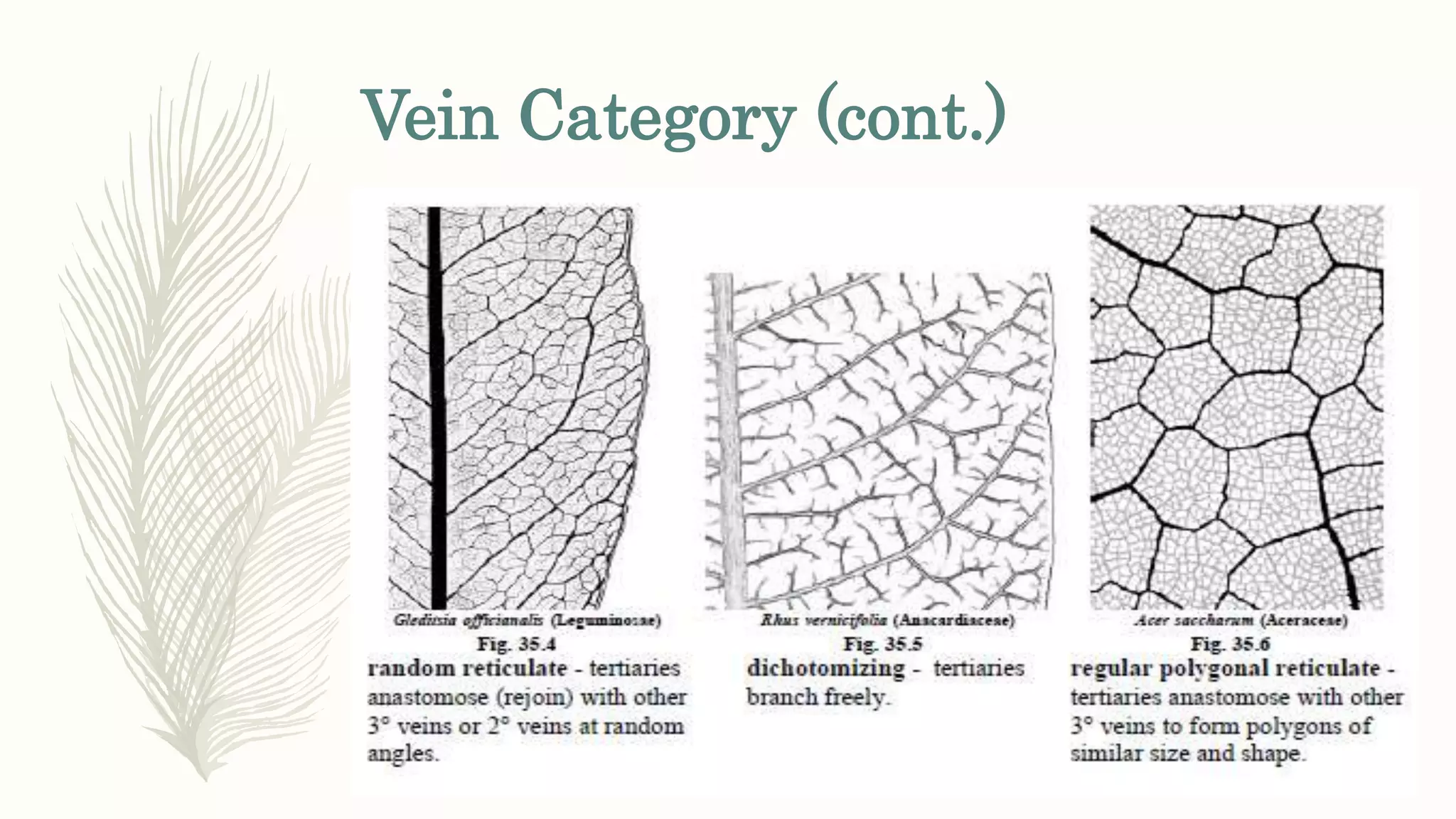 Vein Category (cont.)
 