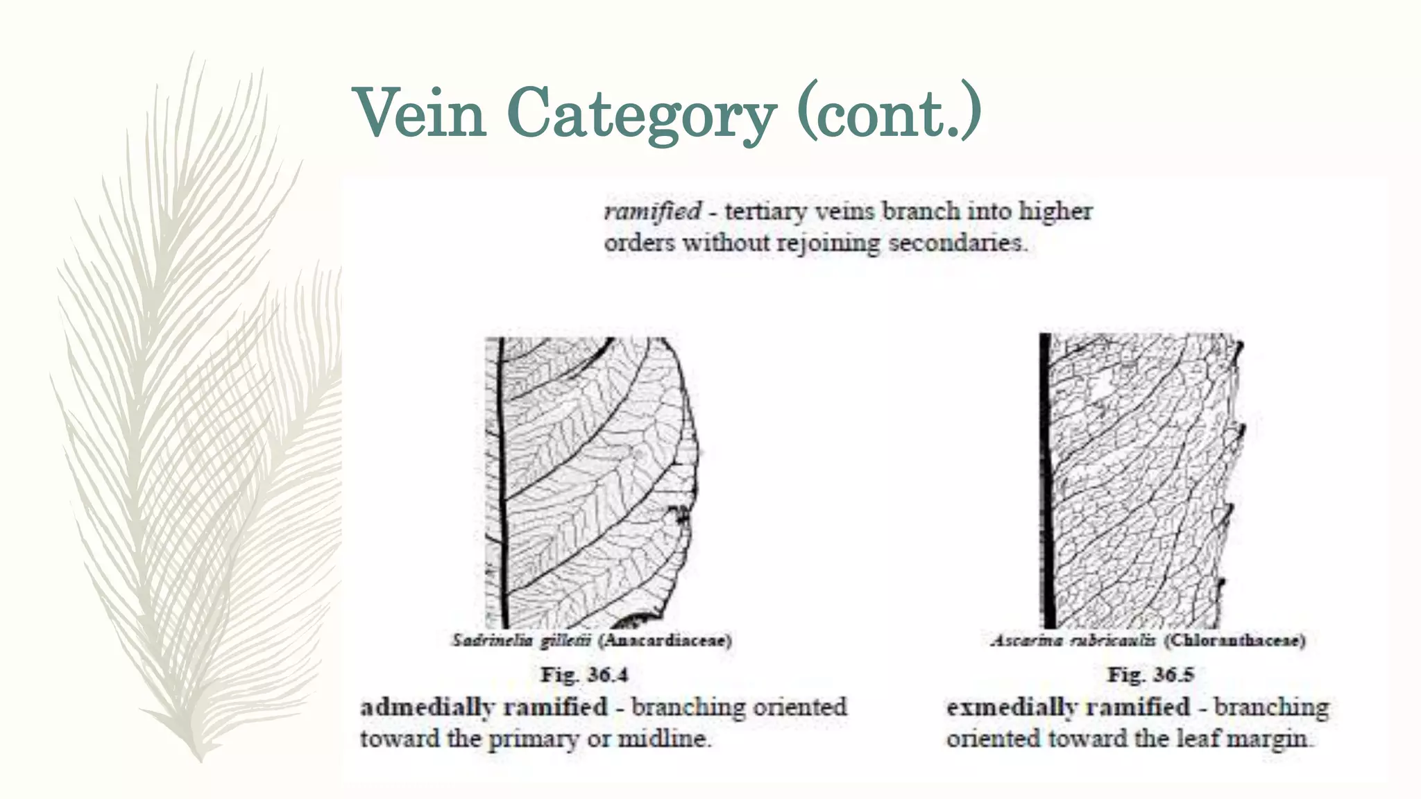 Vein Category (cont.)
 