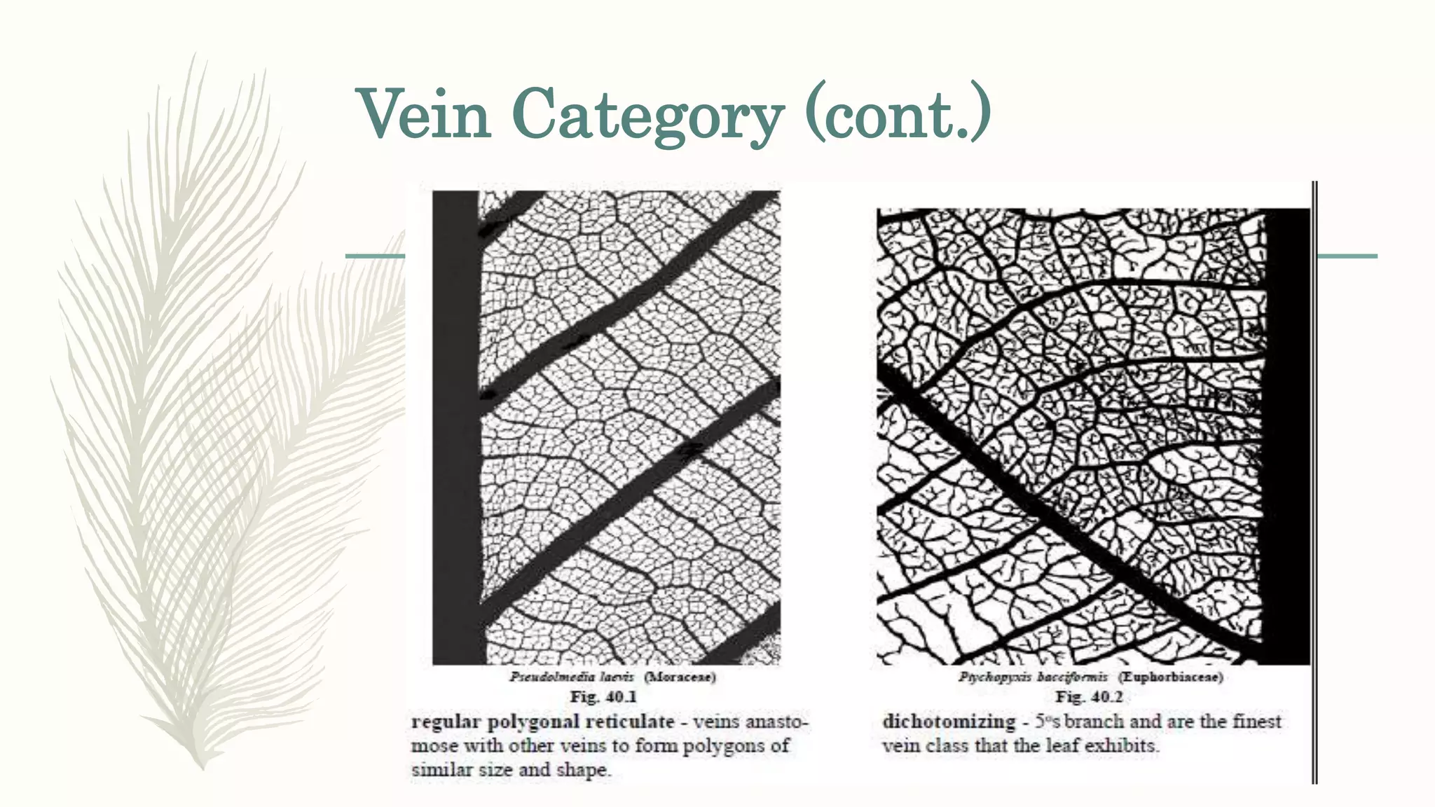 Vein Category (cont.)
 
