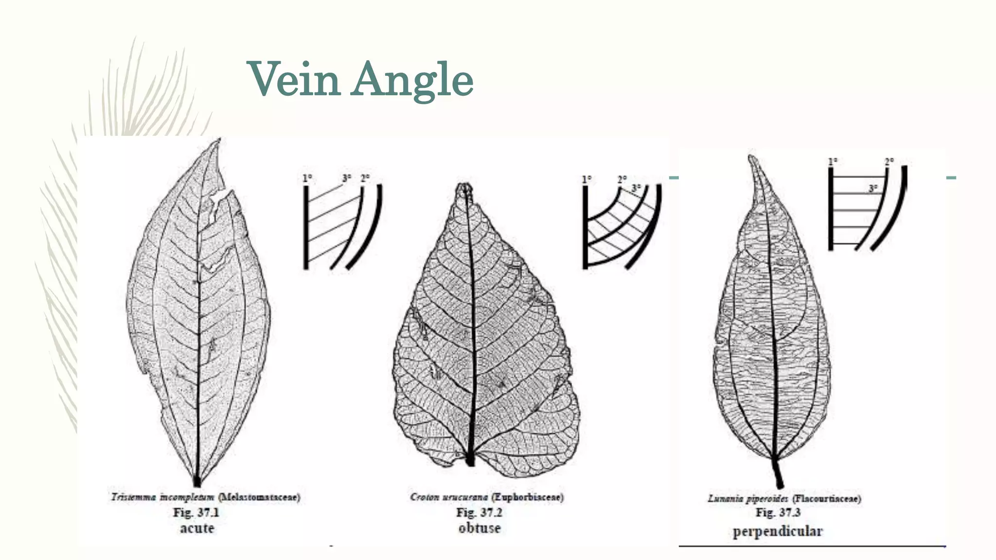Vein Angle
 
