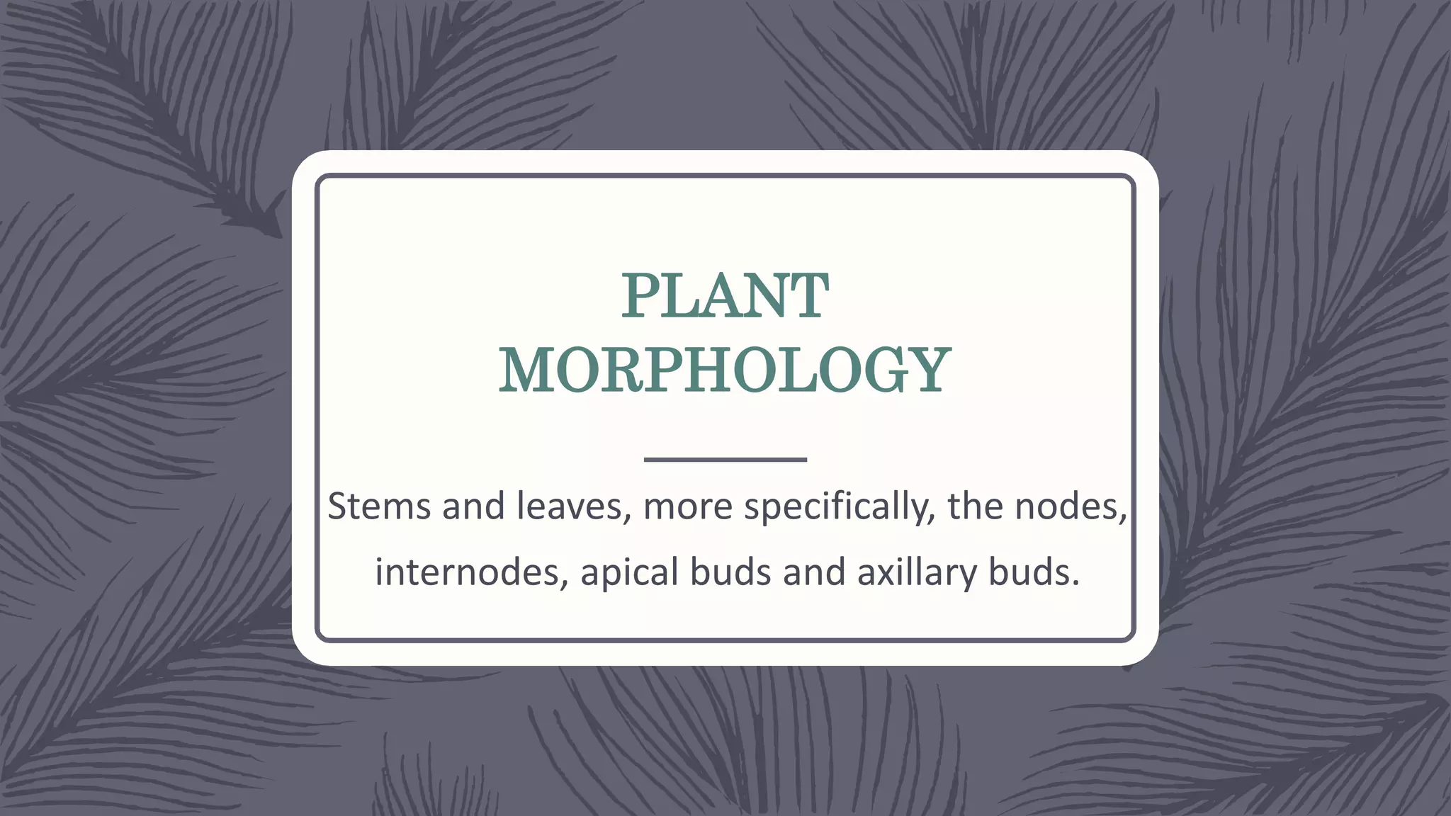 PLANT
MORPHOLOGY
Stems and leaves, more specifically, the nodes,
internodes, apical buds and axillary buds.
 