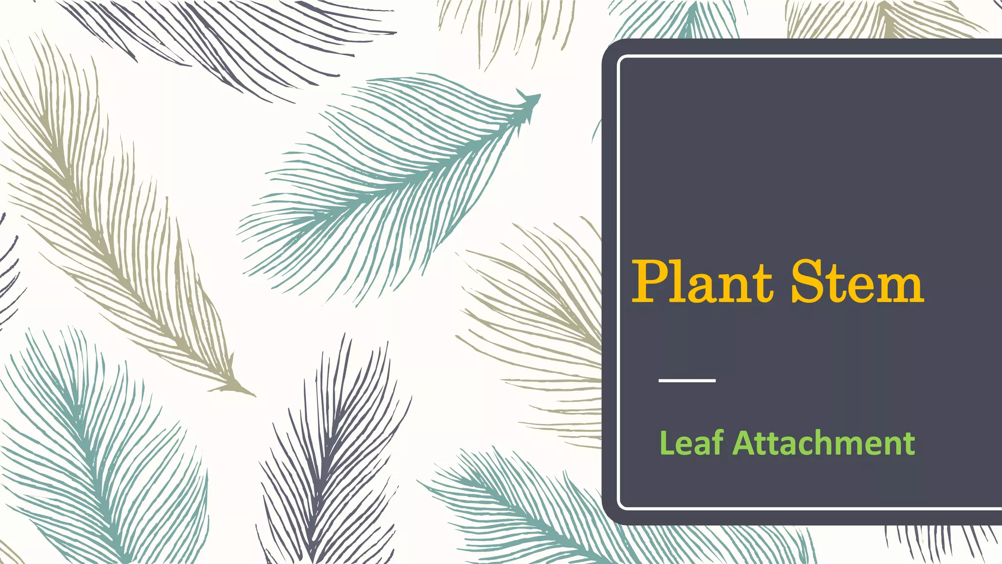 Plant Stem
Leaf Attachment
 