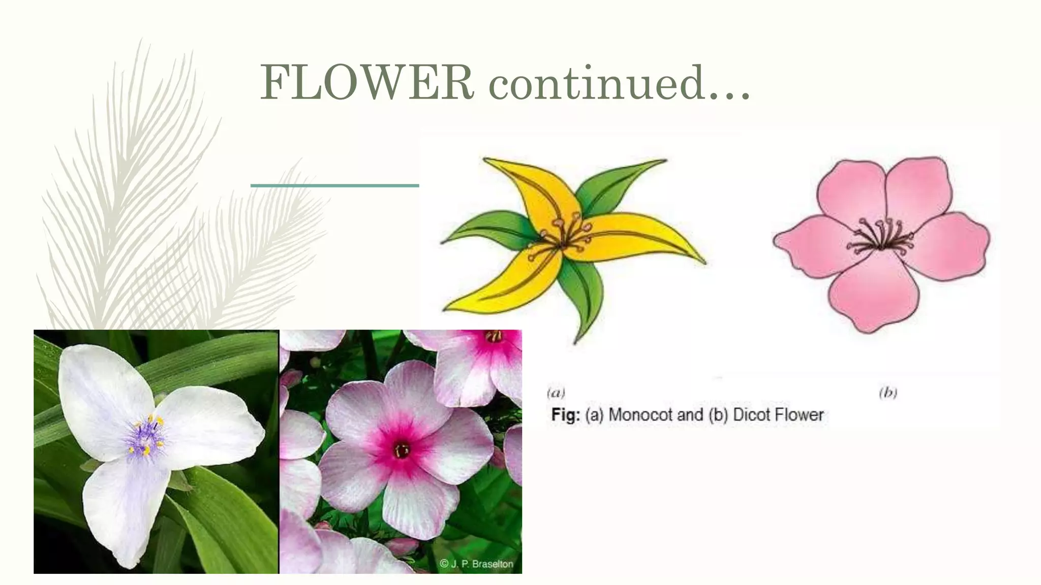 FLOWER continued…
 