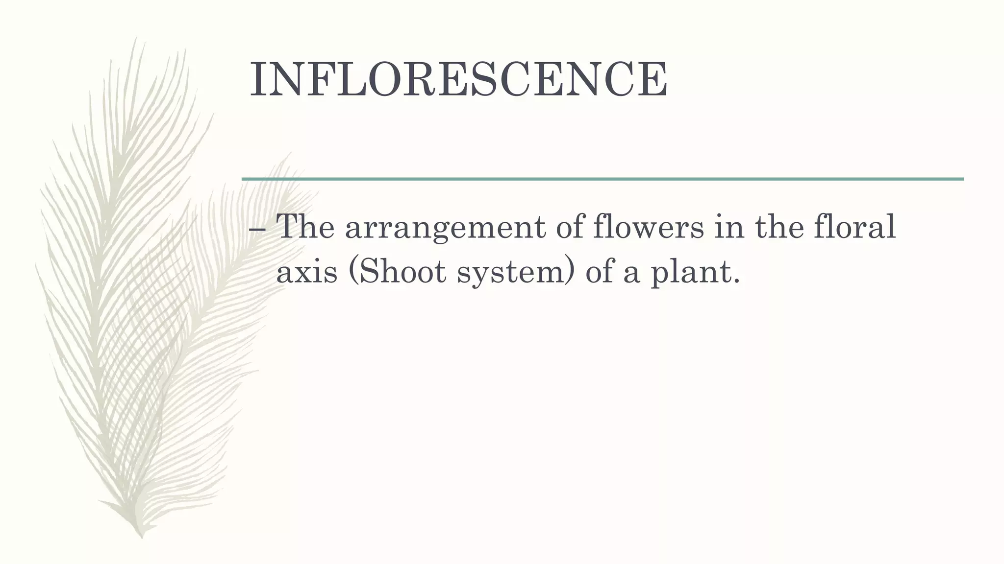 INFLORESCENCE
– The arrangement of flowers in the floral
axis (Shoot system) of a plant.
 