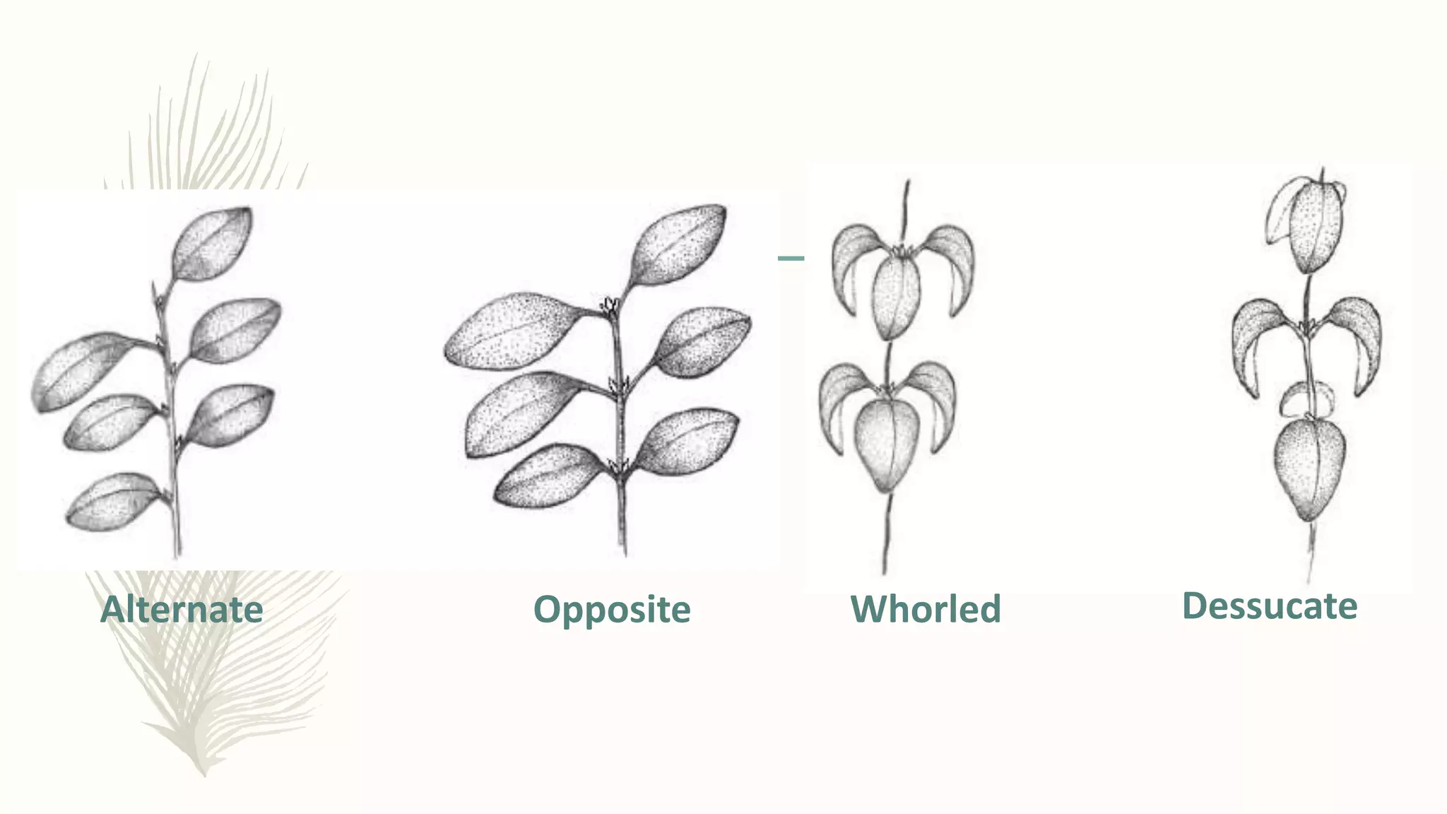 Alternate Opposite Whorled Dessucate
 