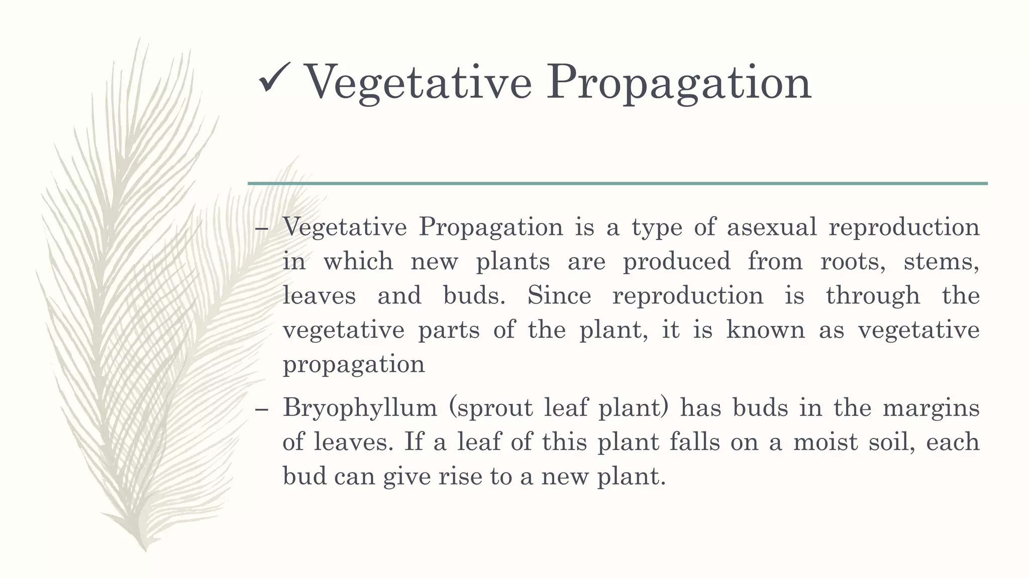  Vegetative Propagation
– Vegetative Propagation is a type of asexual reproduction
in which new plants are produced from roots, stems,
leaves and buds. Since reproduction is through the
vegetative parts of the plant, it is known as vegetative
propagation
– Bryophyllum (sprout leaf plant) has buds in the margins
of leaves. If a leaf of this plant falls on a moist soil, each
bud can give rise to a new plant.
 