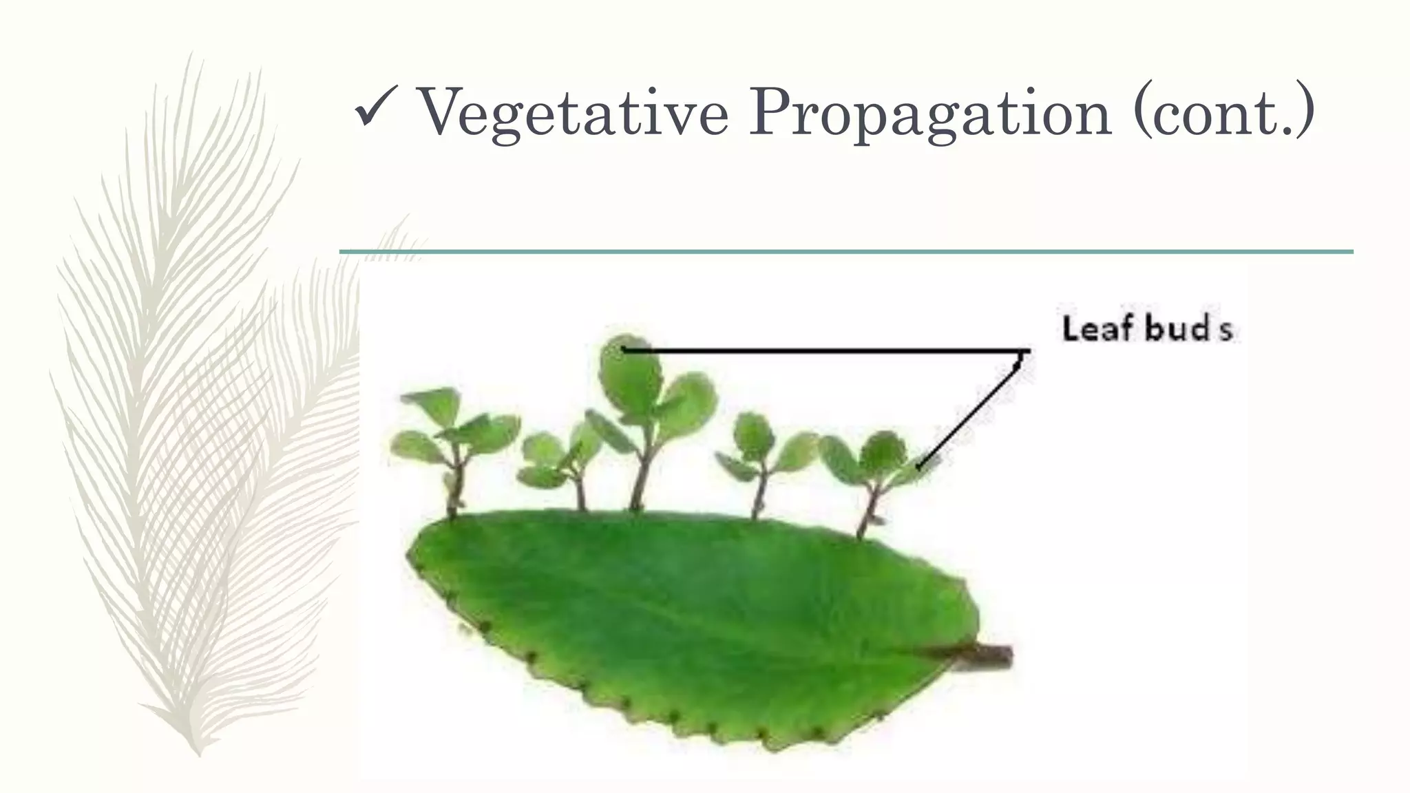  Vegetative Propagation (cont.)
 