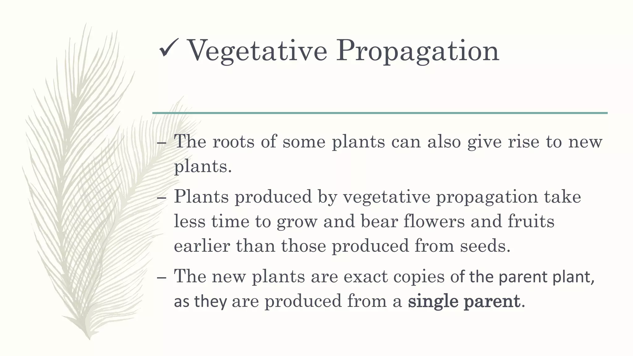  Vegetative Propagation
– The roots of some plants can also give rise to new
plants.
– Plants produced by vegetative propagation take
less time to grow and bear flowers and fruits
earlier than those produced from seeds.
– The new plants are exact copies of the parent plant,
as they are produced from a single parent.
 