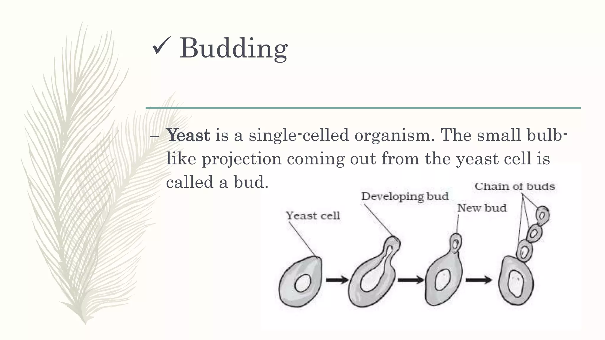  Budding
– Yeast is a single-celled organism. The small bulb-
like projection coming out from the yeast cell is
called a bud.
 