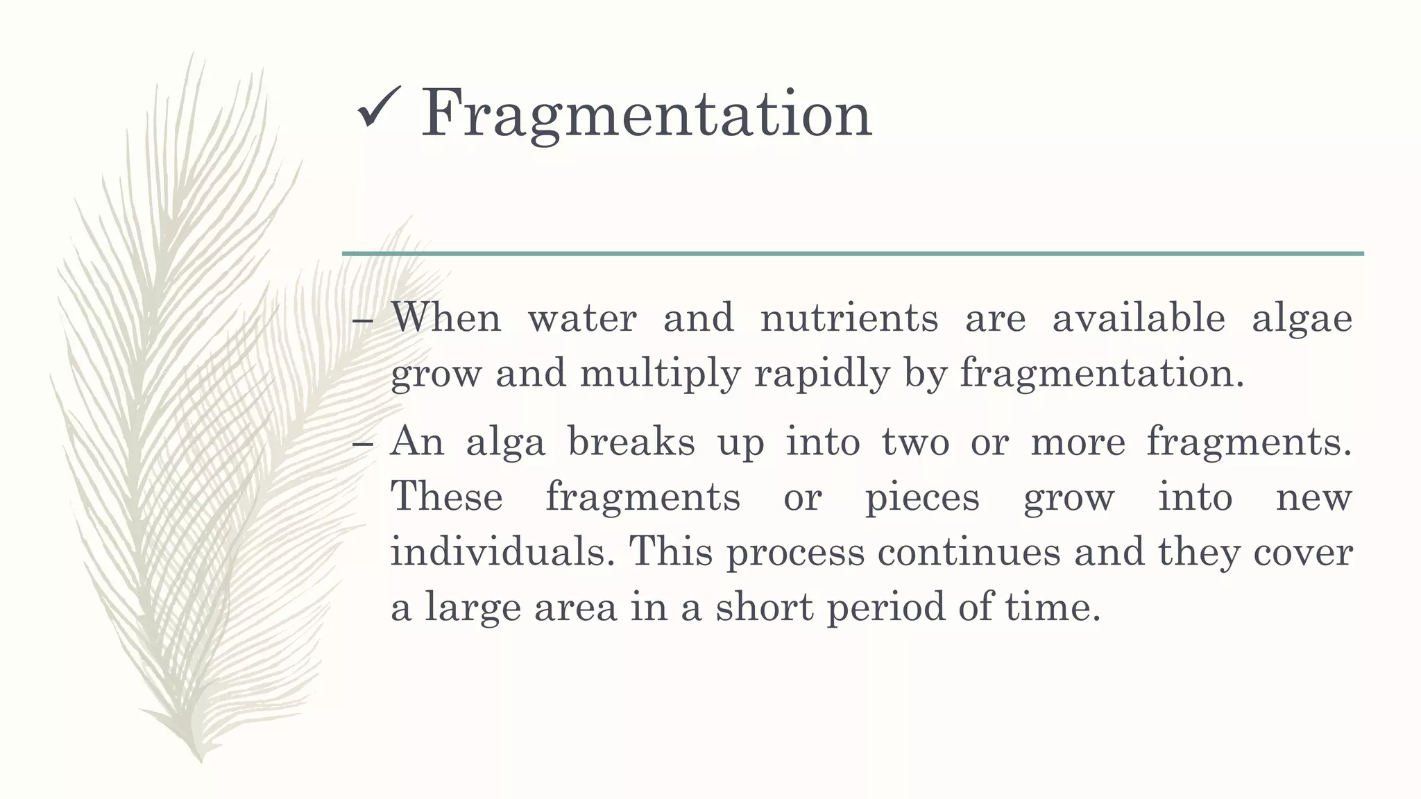  Fragmentation
– When water and nutrients are available algae
grow and multiply rapidly by fragmentation.
– An alga breaks up into two or more fragments.
These fragments or pieces grow into new
individuals. This process continues and they cover
a large area in a short period of time.
 