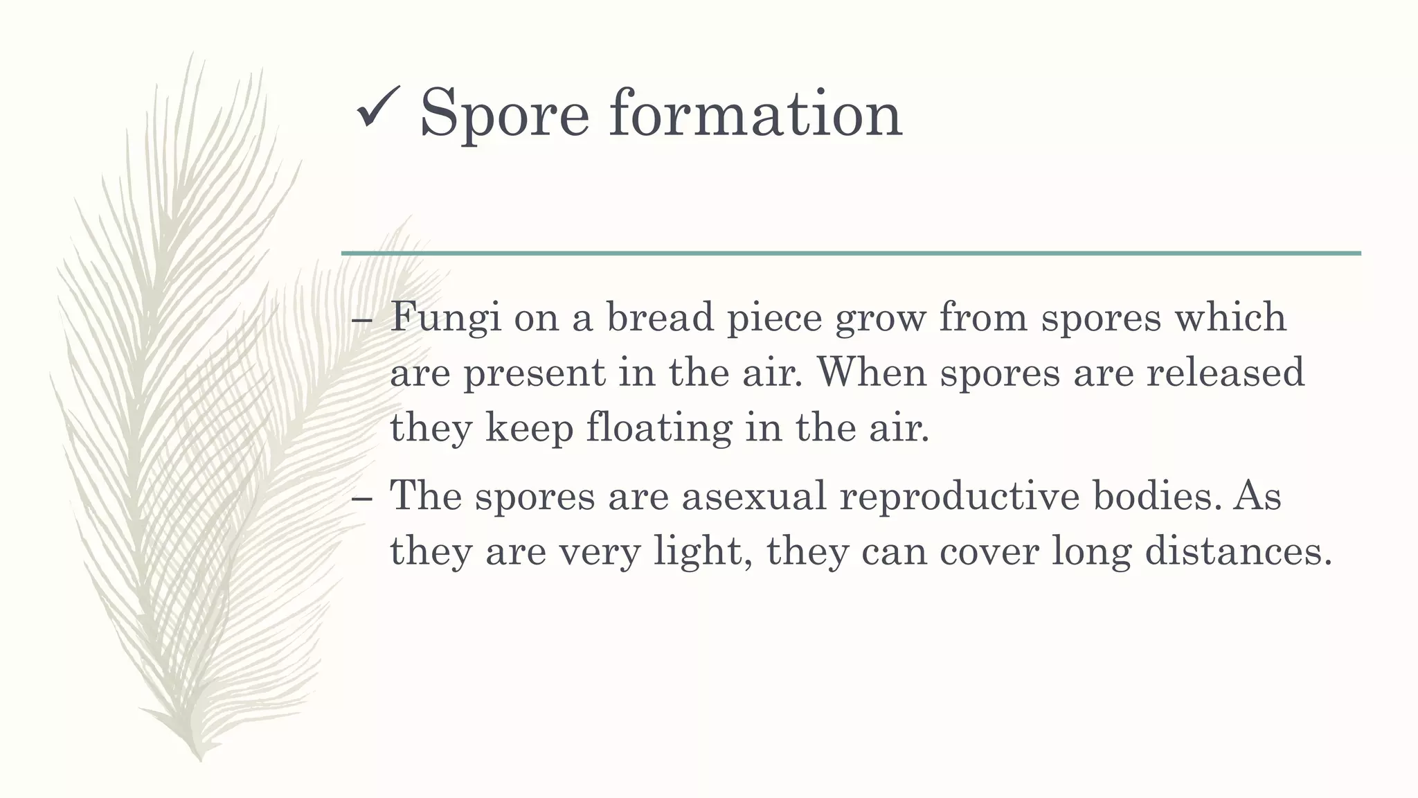  Spore formation
– Fungi on a bread piece grow from spores which
are present in the air. When spores are released
they keep floating in the air.
– The spores are asexual reproductive bodies. As
they are very light, they can cover long distances.
 