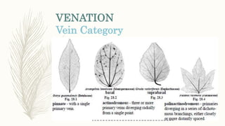 Veines Classification Morphological Classification of Plants | PPTX