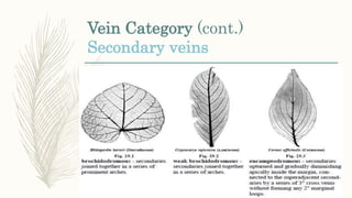 Veines Classification Morphological Classification of Plants | PPTX