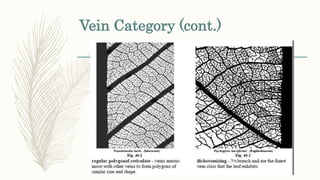 Veines Classification Morphological Classification of Plants | PPTX