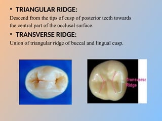 Morphological difference between primary and permanent teeth final.pptx