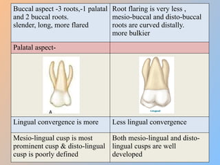 Curled Roots Teeth Morphological difference between primary and permanent teeth final.pptx