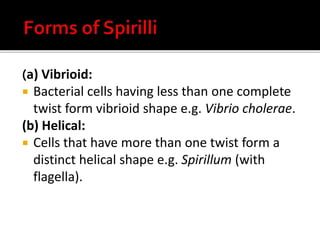 (a) Vibrioid:
 Bacterial cells having less than one complete
twist form vibrioid shape e.g. Vibrio cholerae.
(b) Helical:
 Cells that have more than one twist form a
distinct helical shape e.g. Spirillum (with
flagella).
 