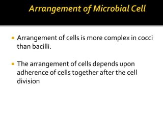  Arrangement of cells is more complex in cocci
than bacilli.
 The arrangement of cells depends upon
adherence of cells together after the cell
division
 