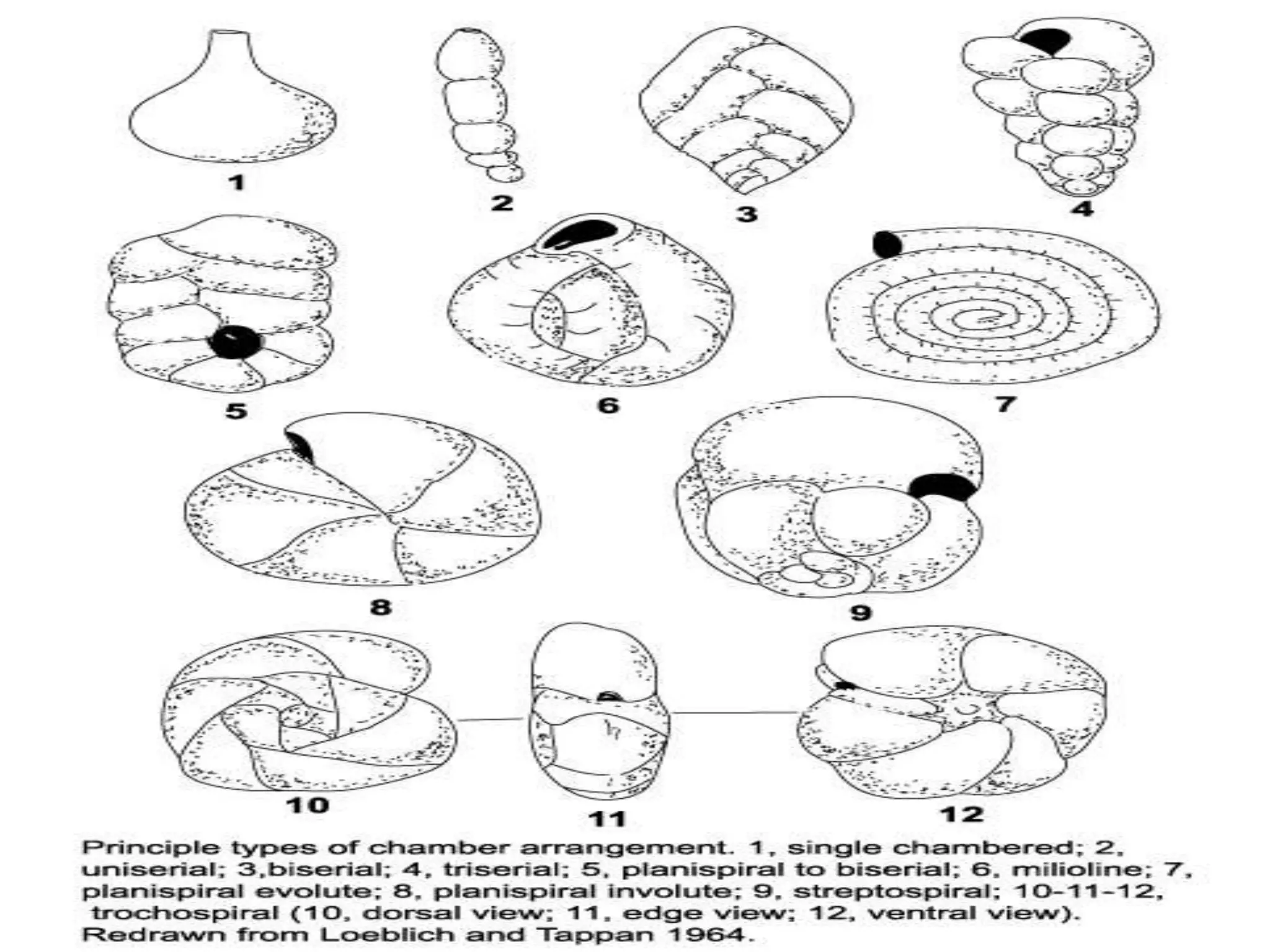 Foraminifera Examples Morphological feature of foraminifera | PPTX