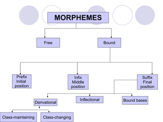 MORPHEMES Free Bound Prefix Initial  position Infix Middle position Suffix Final position Derivational Inflectional Bound bases Class-maintaining Class-changing 