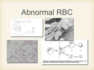Blood smear morphology | PPTX