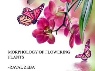 MORPHOLOGY OF FLOWERING
PLANTS
-RAVAL ZEBA
 