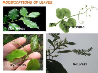Morphology of Flowering Plants | PPTX
