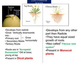 Morphology of Flowering Plants | PPTX