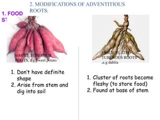 Fasculated Roots Morphology of Flowering Plants | PPTX