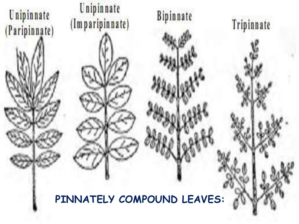 Morphology of Flowering Plants