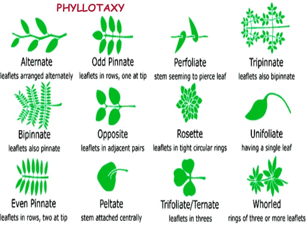 Morphology of Flowering Plants