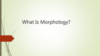 What Is Morphology?
 