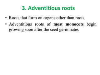 Morphology | PPTX