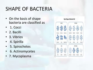 SHAPE OF BACTERIA
• On the basis of shape
bacteria are classified as
• 1. Cocci
• 2. Bacilli
• 3. Vibrios
• 4. Spirilla
• 5. Spirochetes
• 6. Actinomycetes
• 7. Mycoplasma
 